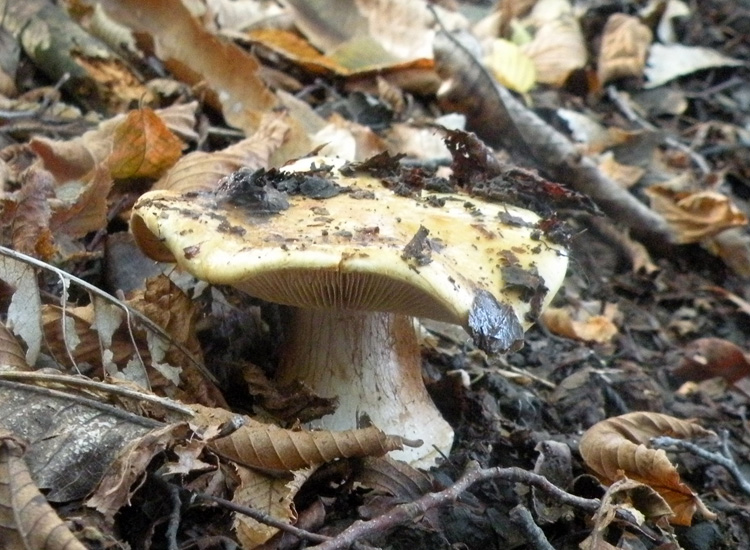 Due Cortinarius appenninici